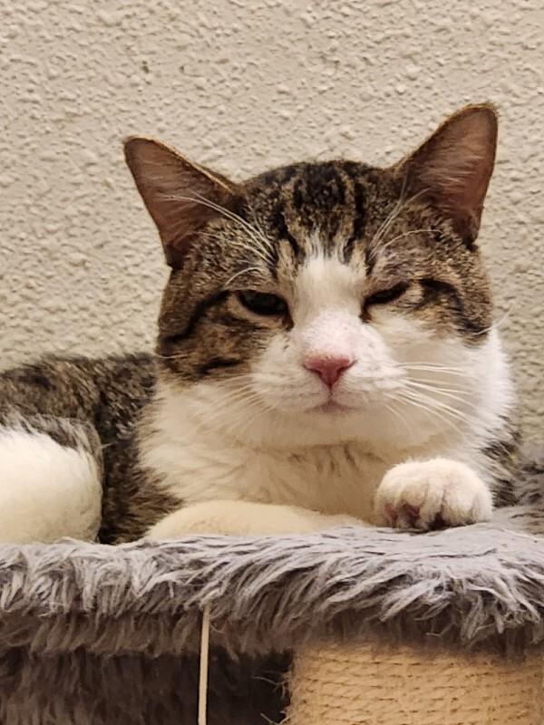 Enlarge Smiley Face, a Adoptable Domestic Short Hair in Fort Collins, CO image 5/5