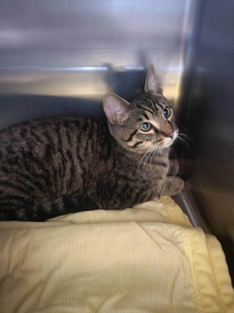 Nine, Adoptable, Kitten Male Domestic Short Hair.