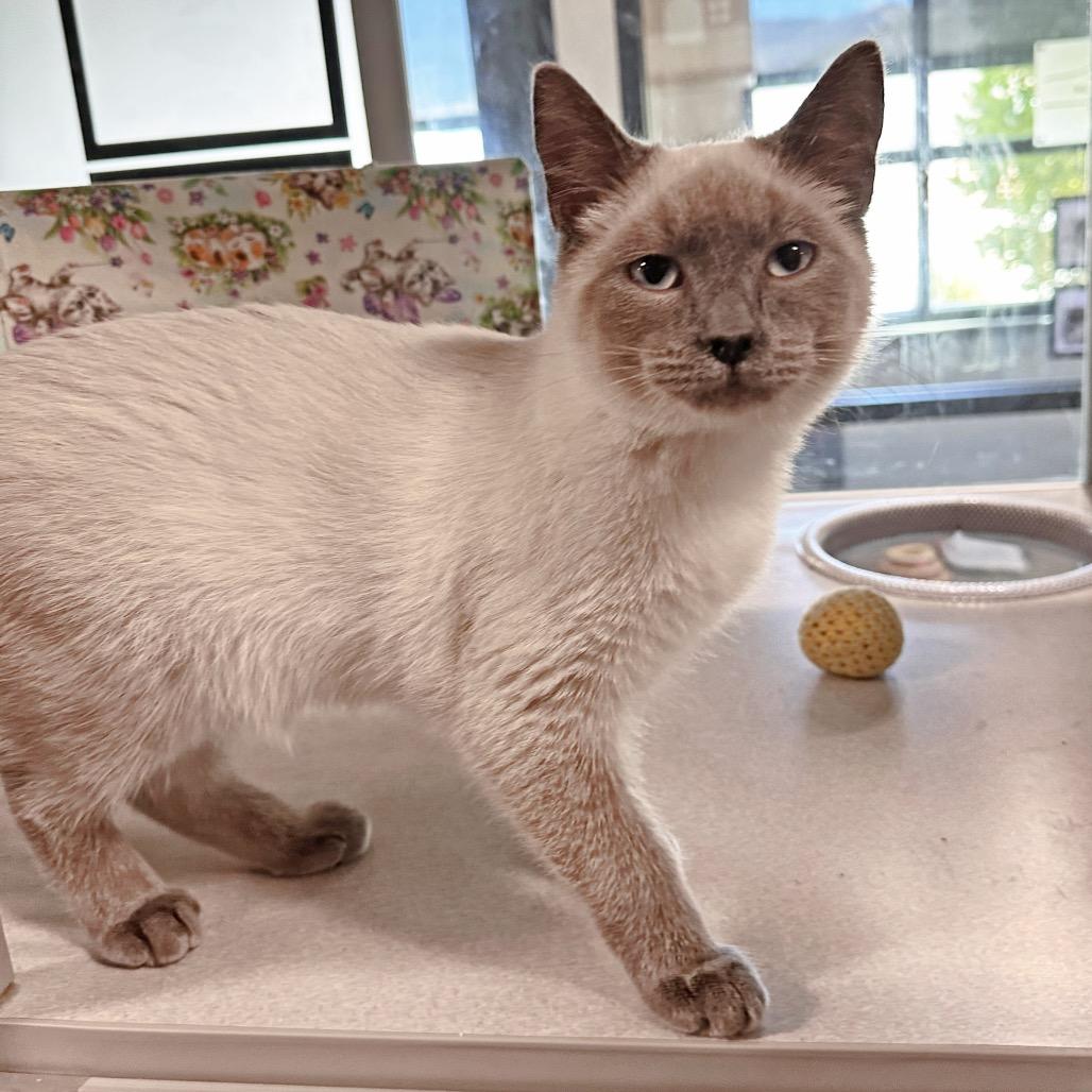 Elliot, Adoptable, Kitten Male Siamese.