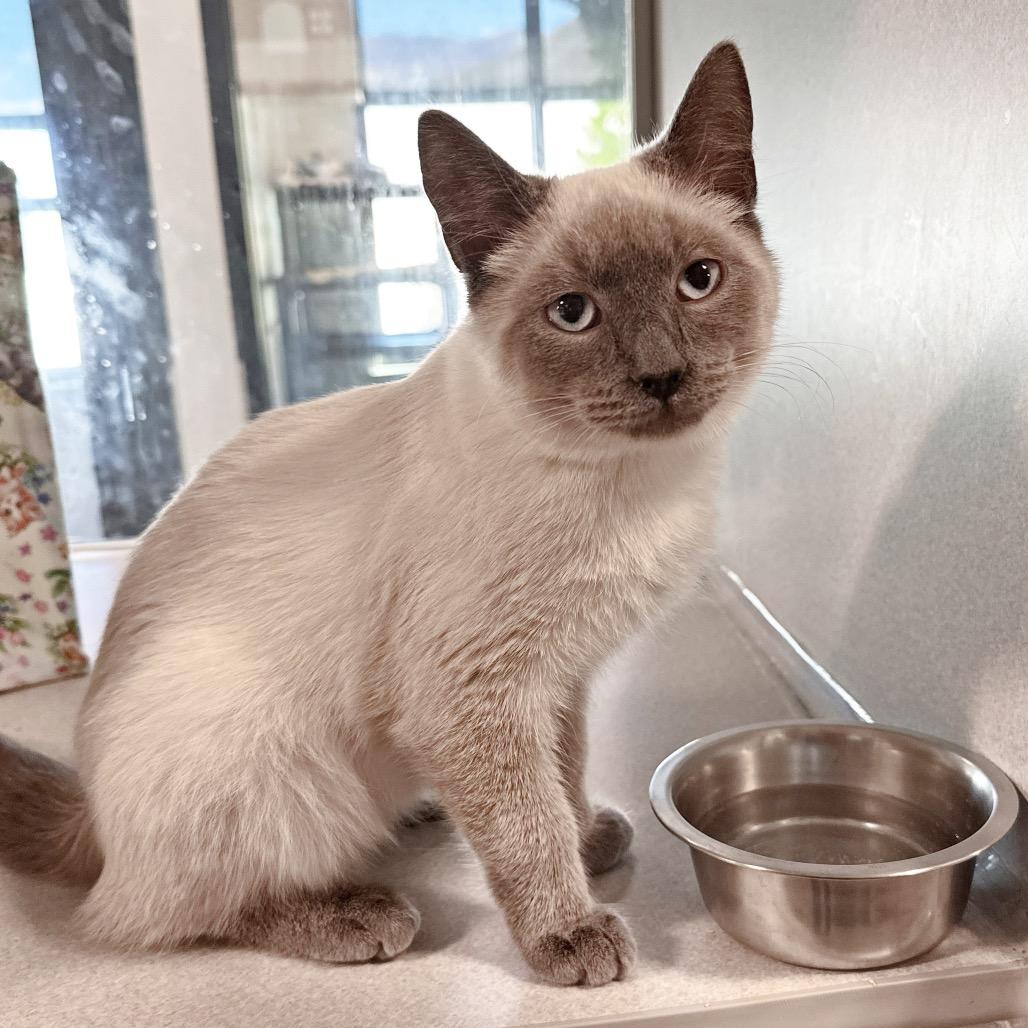 Enlarge Elliot, a Adoptable Siamese in Hailey, ID image 2/3