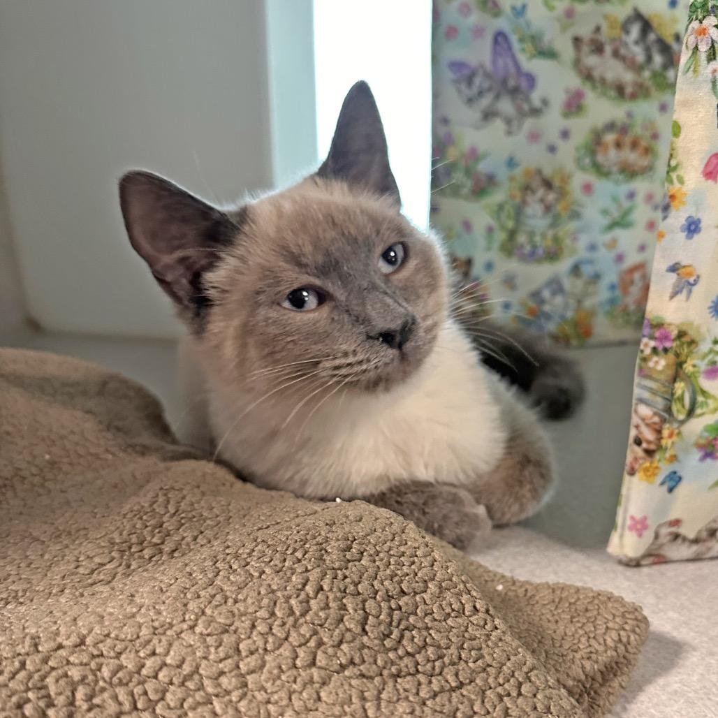 Enlarge Elliot, a Adoptable Siamese in Hailey, ID image 3/3