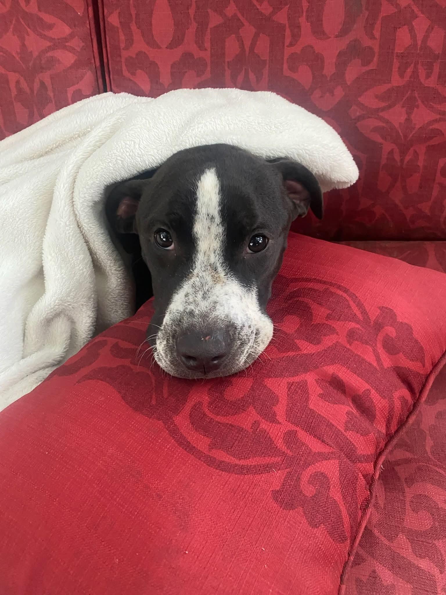 BEILEY, Adoptable, Young Male American Staffordshire Terrier.