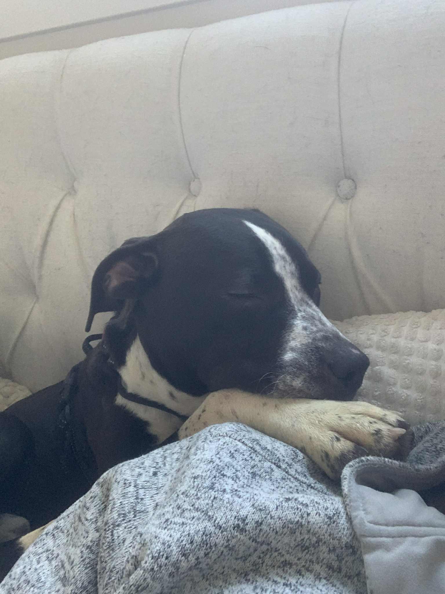 BEILEY, a Adoptable mixed breed in Lake in the hills, IL image 2/3