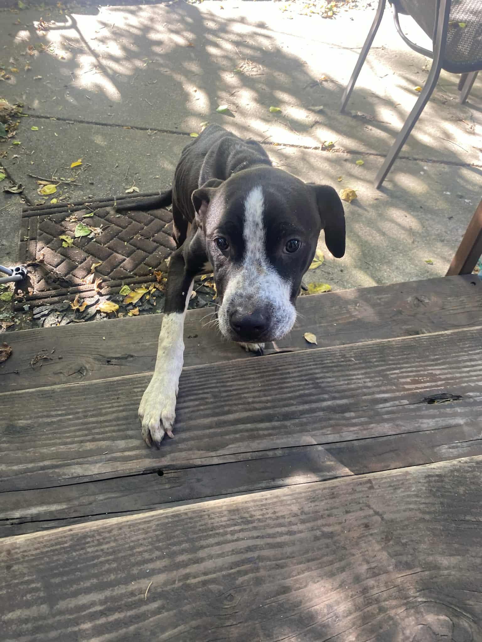 BEILEY, a Adoptable mixed breed in Lake in the hills, IL image 3/3