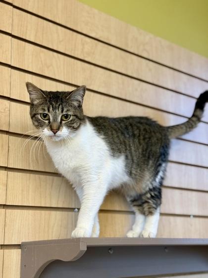 Demure, ADOPTABLE, Adult Female Domestic Short Hair.