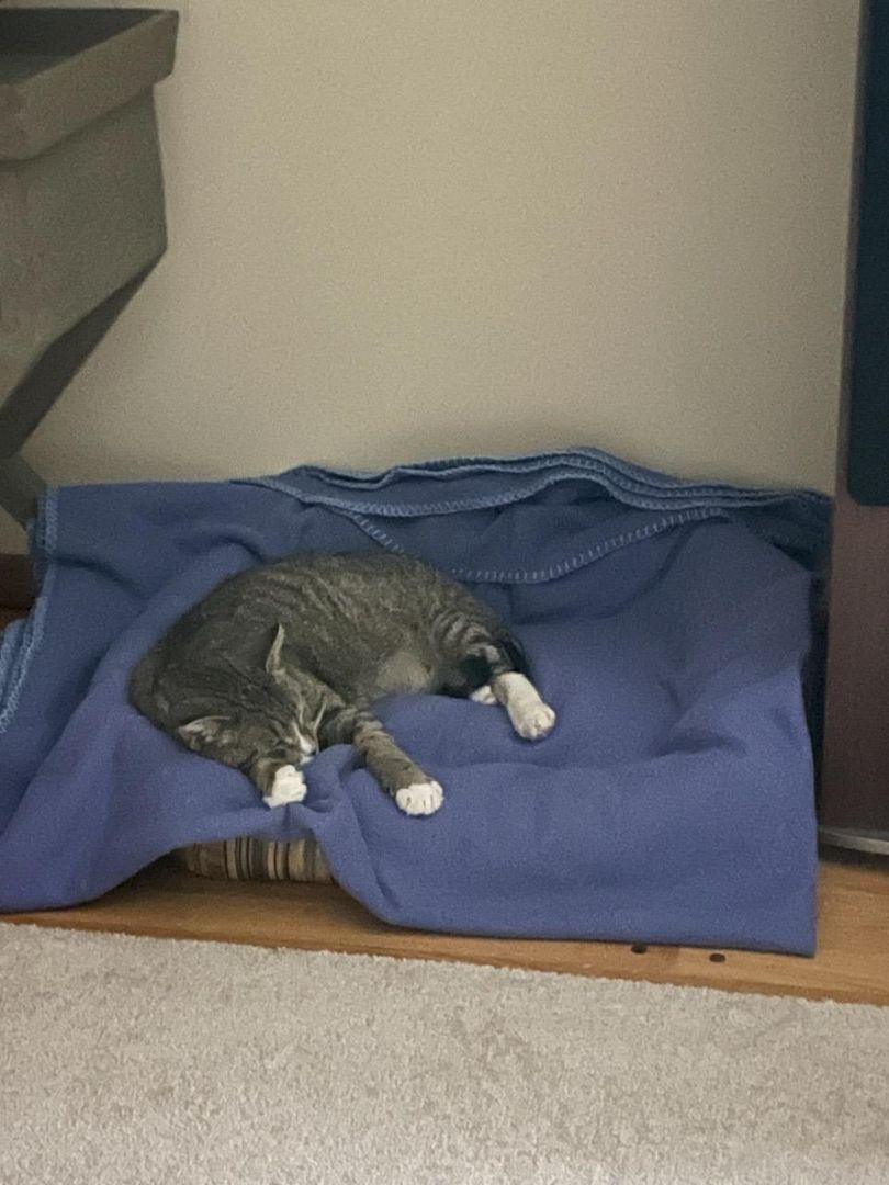 Artemis and Buddy, Adoptable, Adult Female Domestic Short Hair.