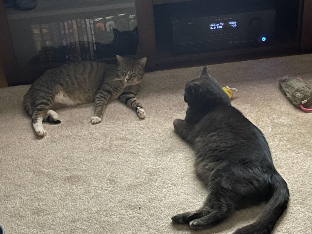Artemis and Buddy, a Adoptable Domestic Short Hair in Grand Island, NY image 2/14