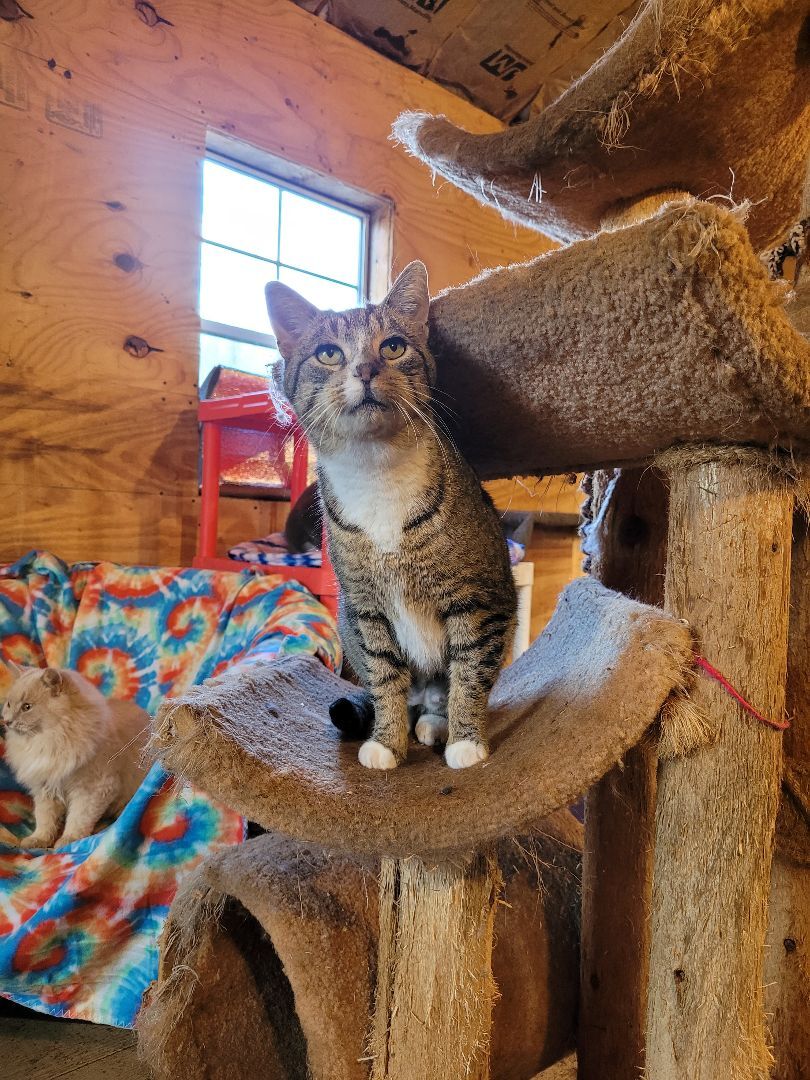 Artemis and Buddy, a Adoptable Domestic Short Hair in Grand Island, NY image 3/14