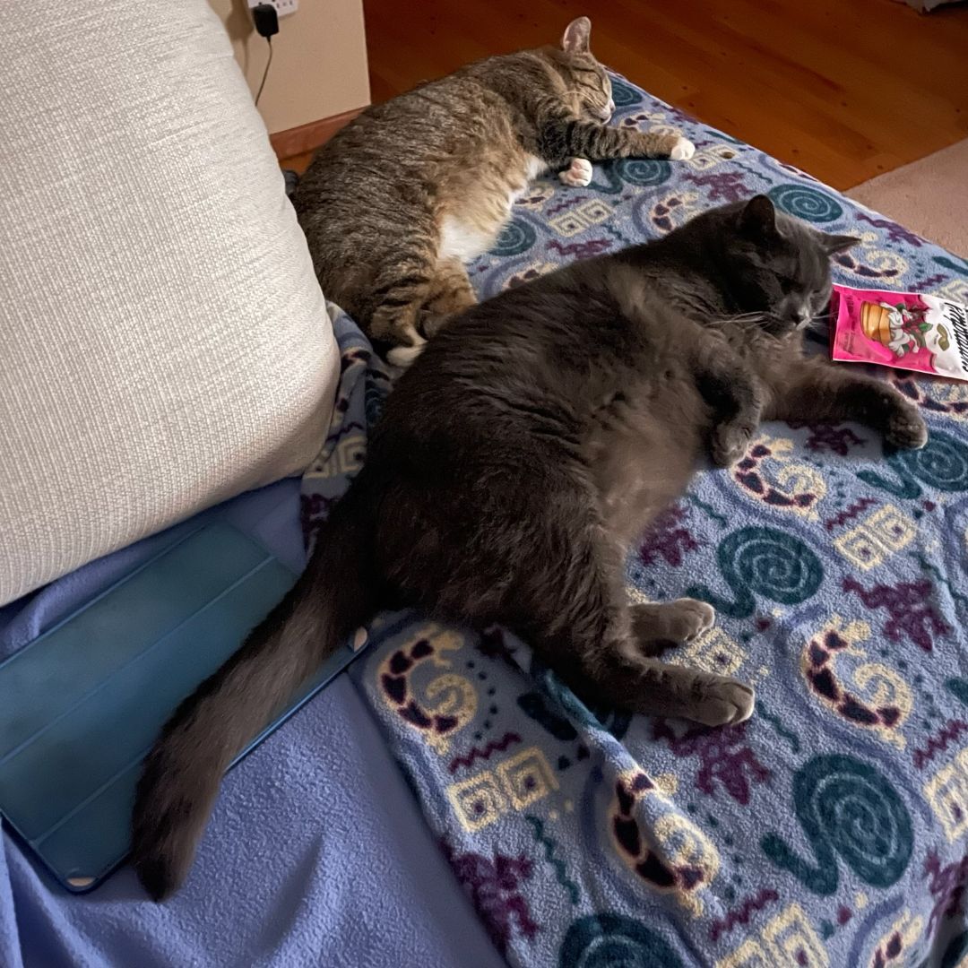 Artemis and Buddy, a Adoptable Domestic Short Hair in Grand Island, NY image 5/14