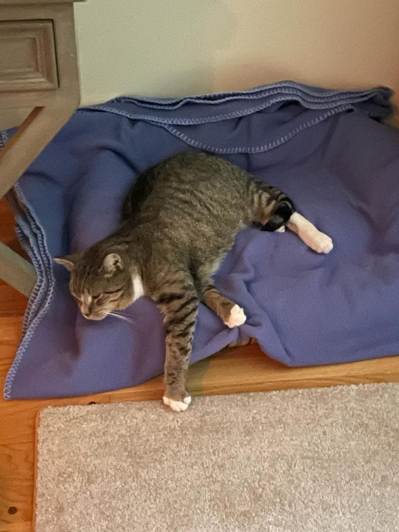 Artemis and Buddy, a Adoptable Domestic Short Hair in Grand Island, NY image 6/14