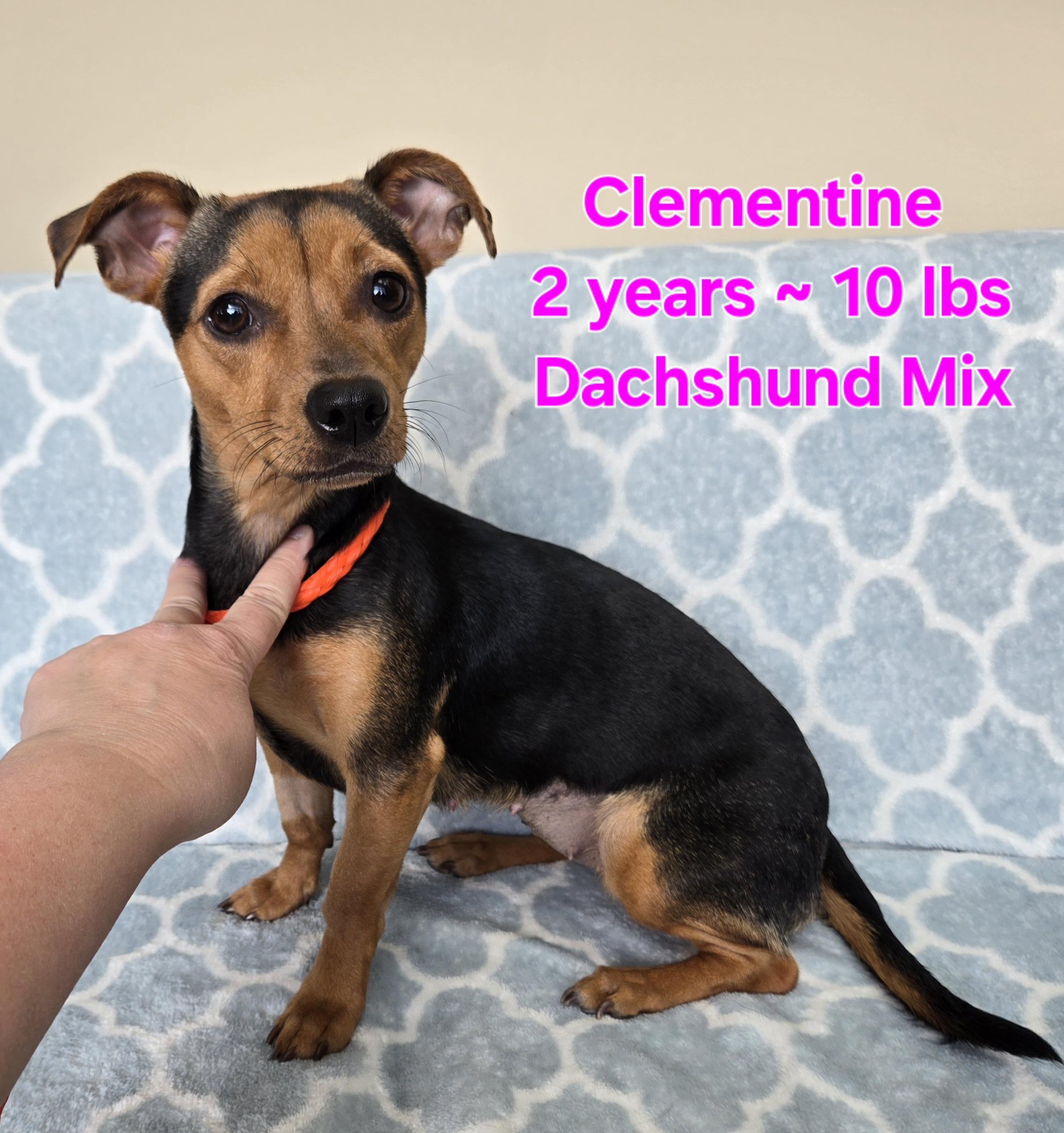 Clementine