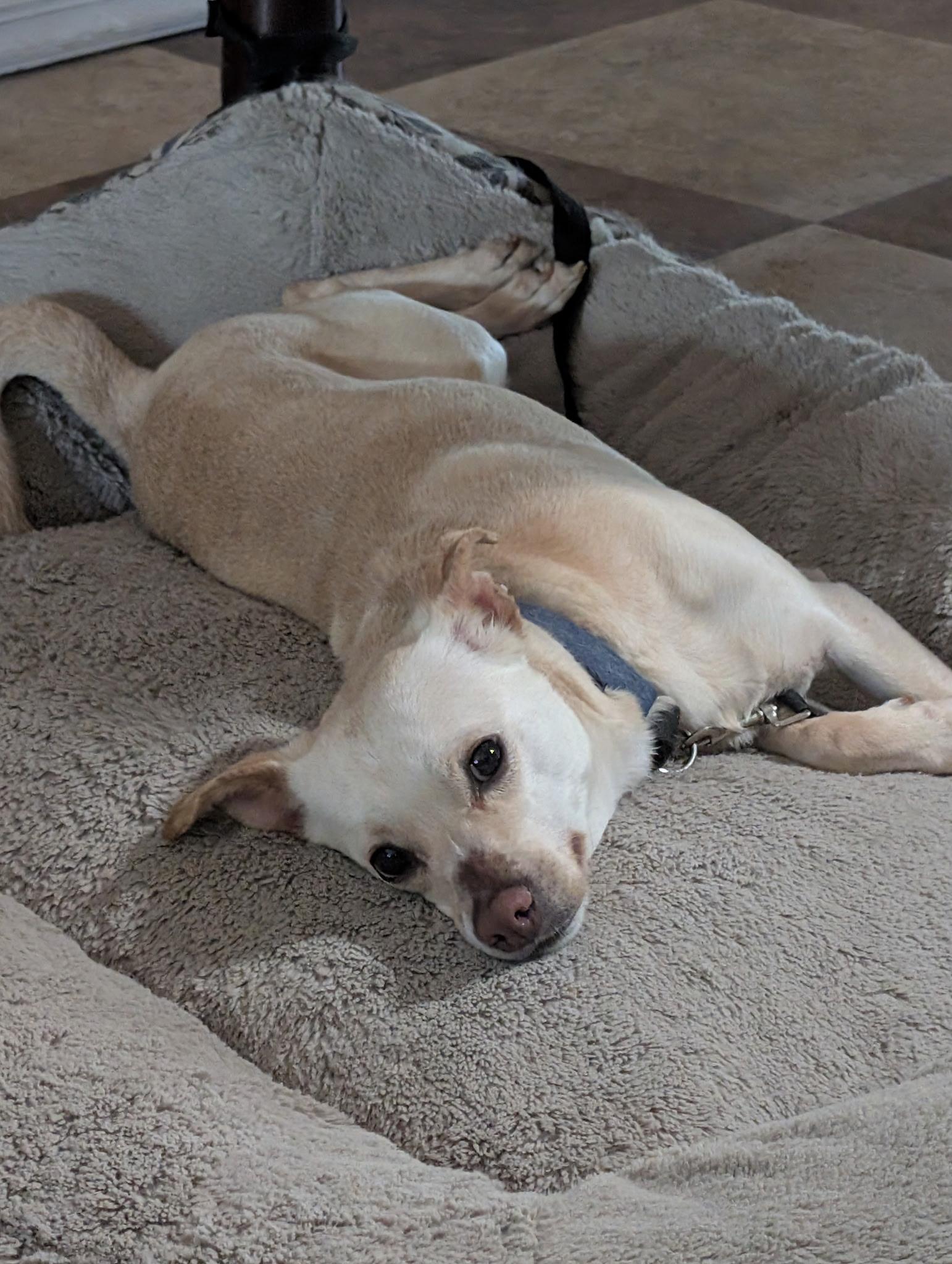 GiGi, ADOPTABLE, Adult Female Chihuahua.