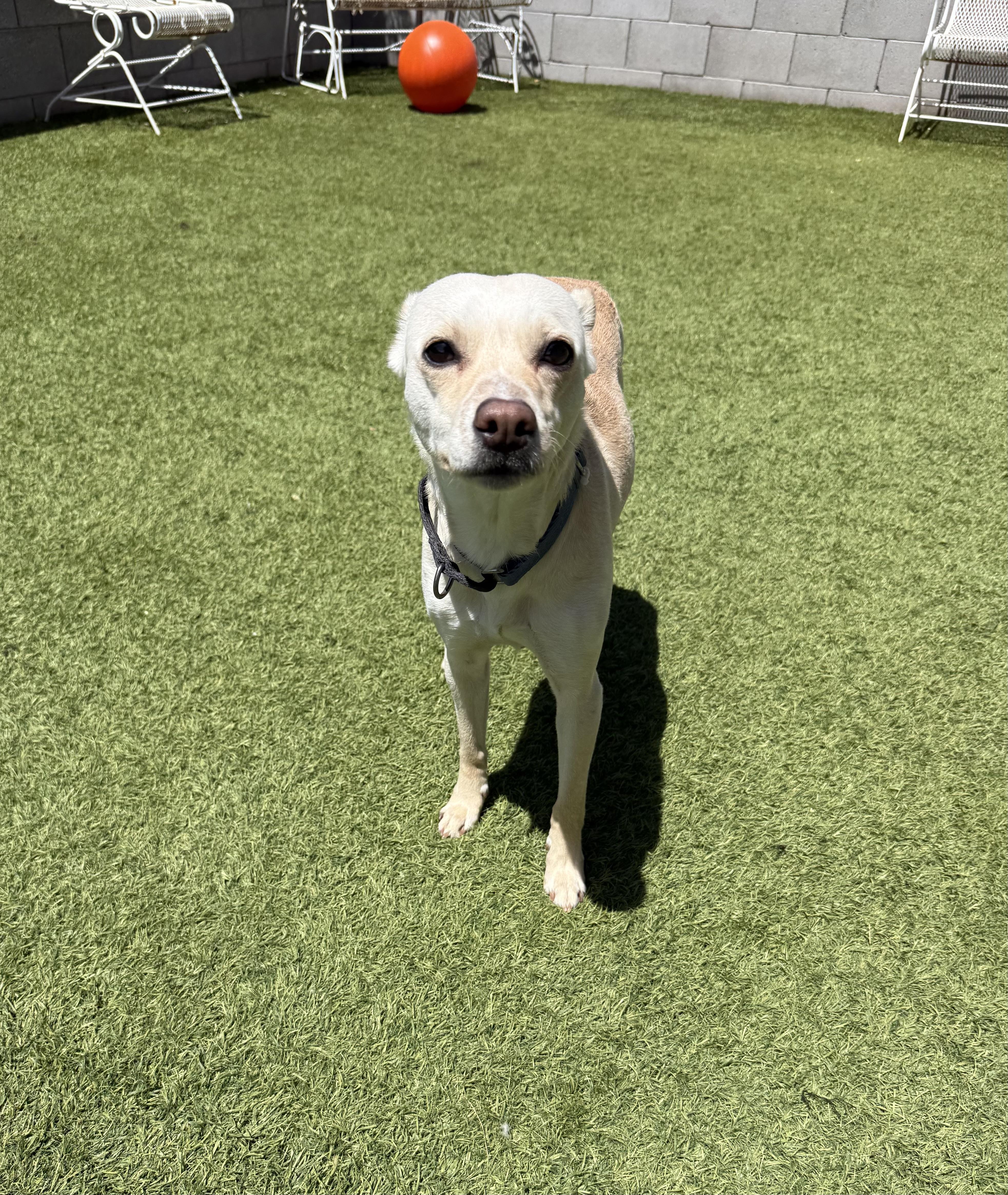 Enlarge Nilla, a ADOPTABLE Chihuahua in Phoenix, AZ image 2/2