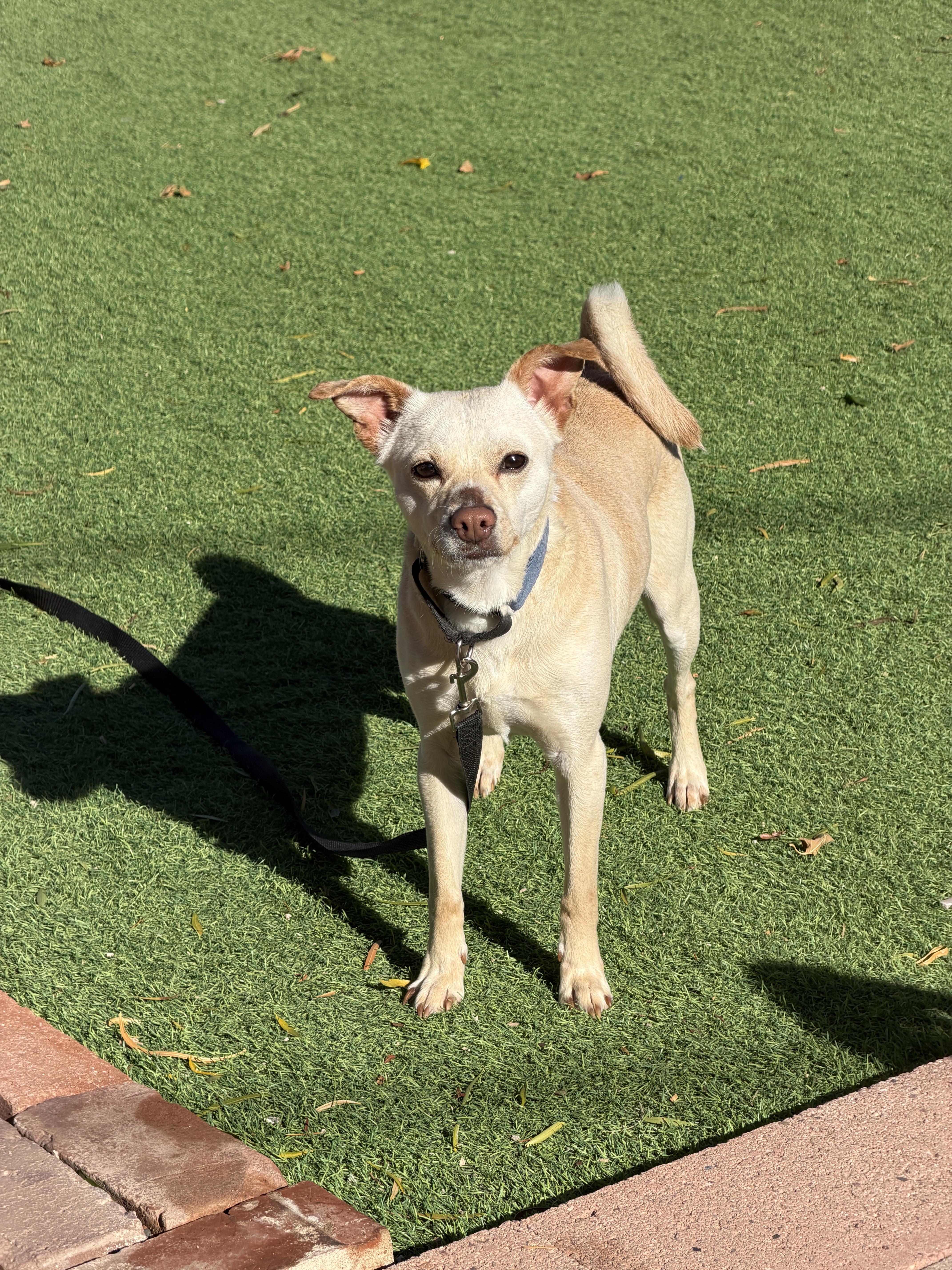 Enlarge GiGi, a ADOPTABLE Chihuahua in Phoenix, AZ image 5/6