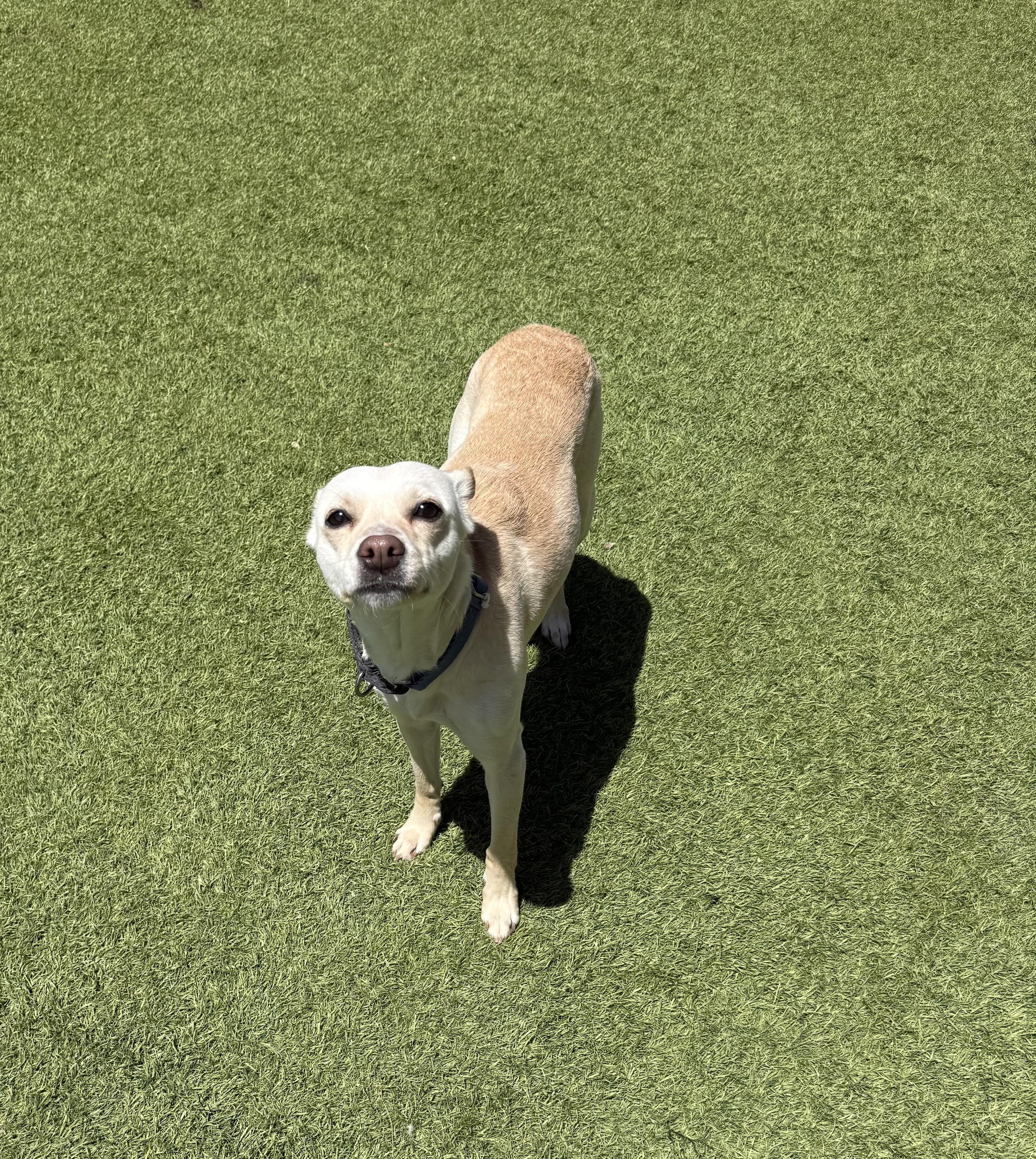Enlarge Nilla, a ADOPTABLE Chihuahua in Phoenix, AZ image 1/2