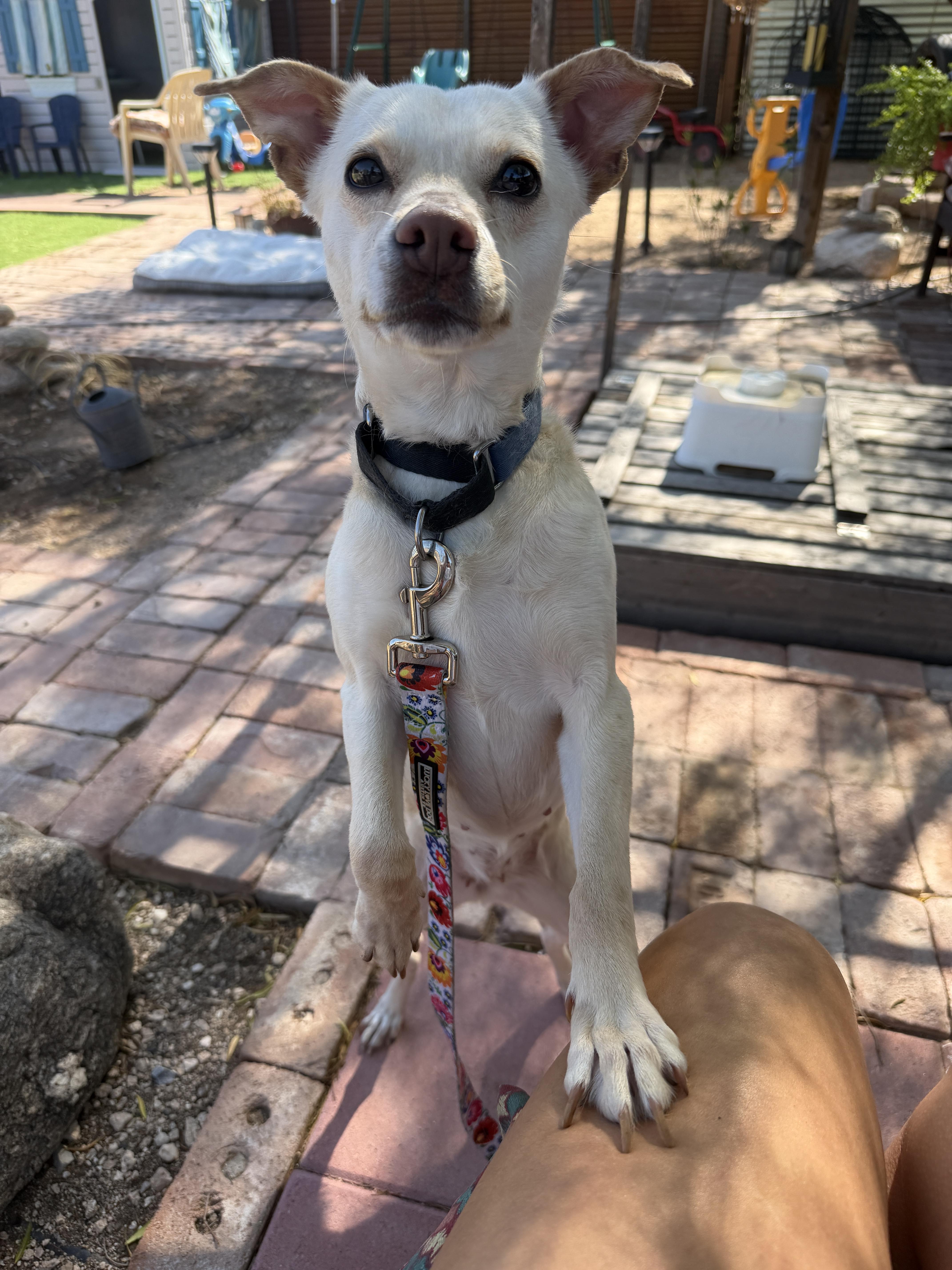 Enlarge GiGi, a ADOPTABLE Chihuahua in Phoenix, AZ image 6/6