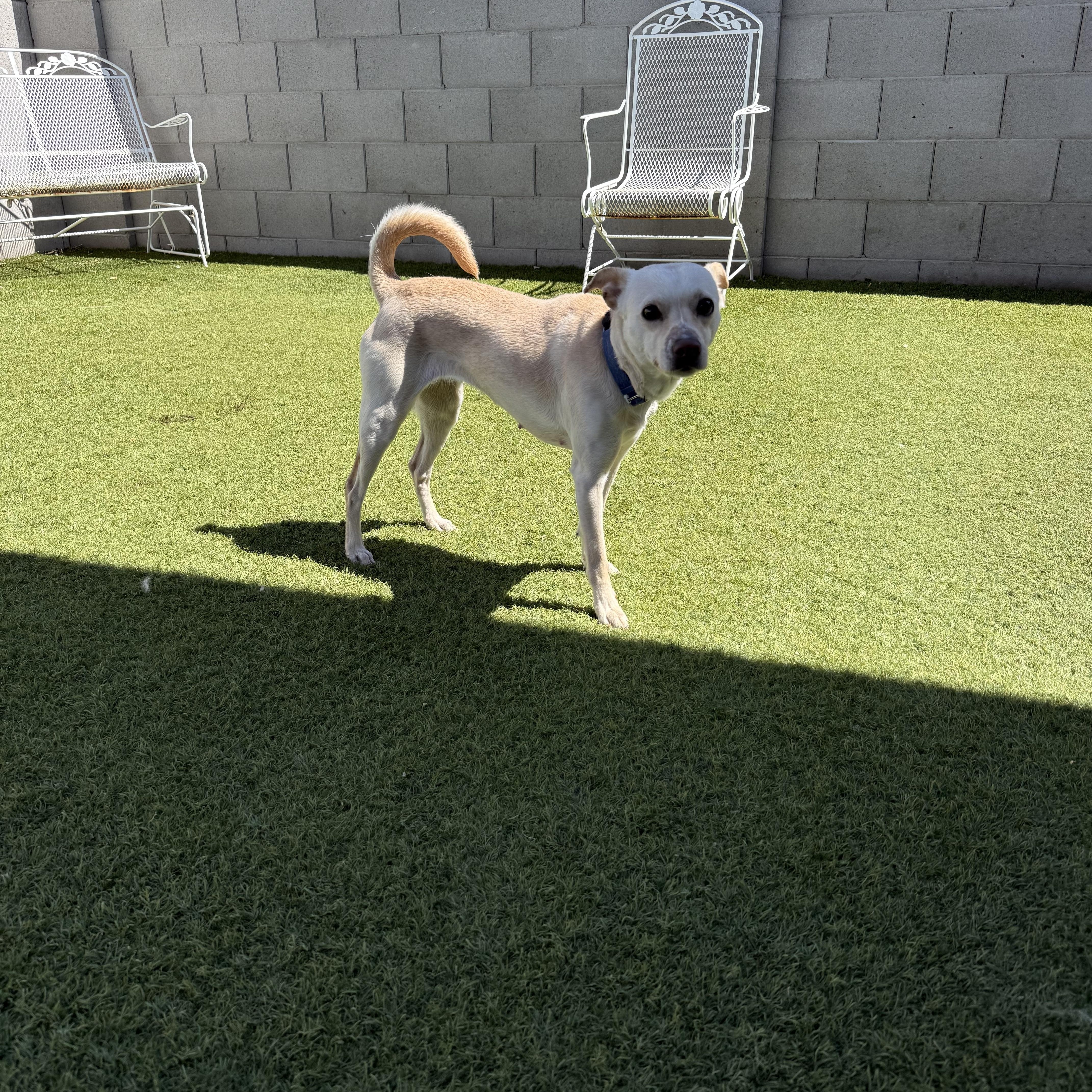 Nilla, a ADOPTABLE Chihuahua in Phoenix, AZ image 3/3