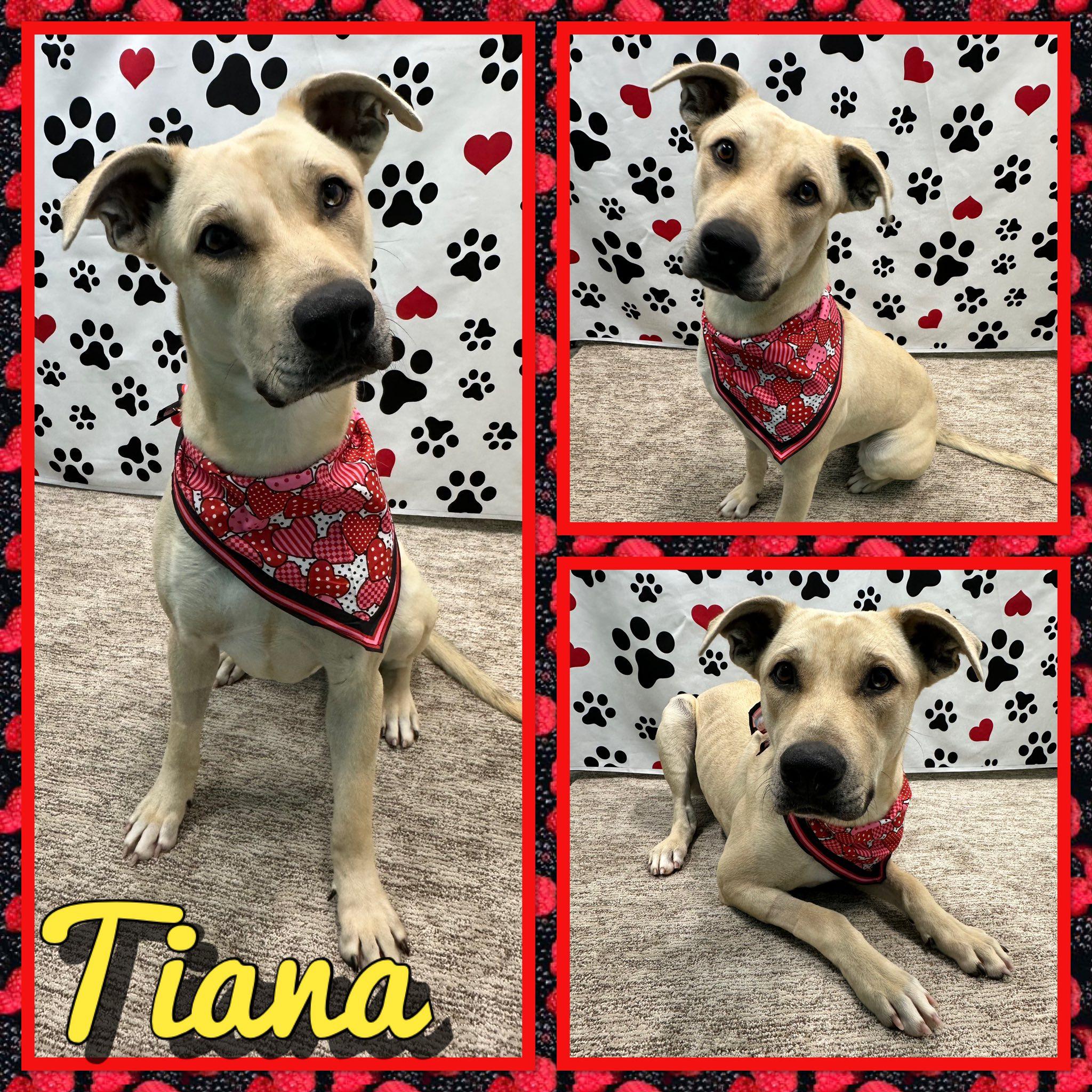 Tiana, ADOPTABLE, Adult Female Retriever & Shepherd.