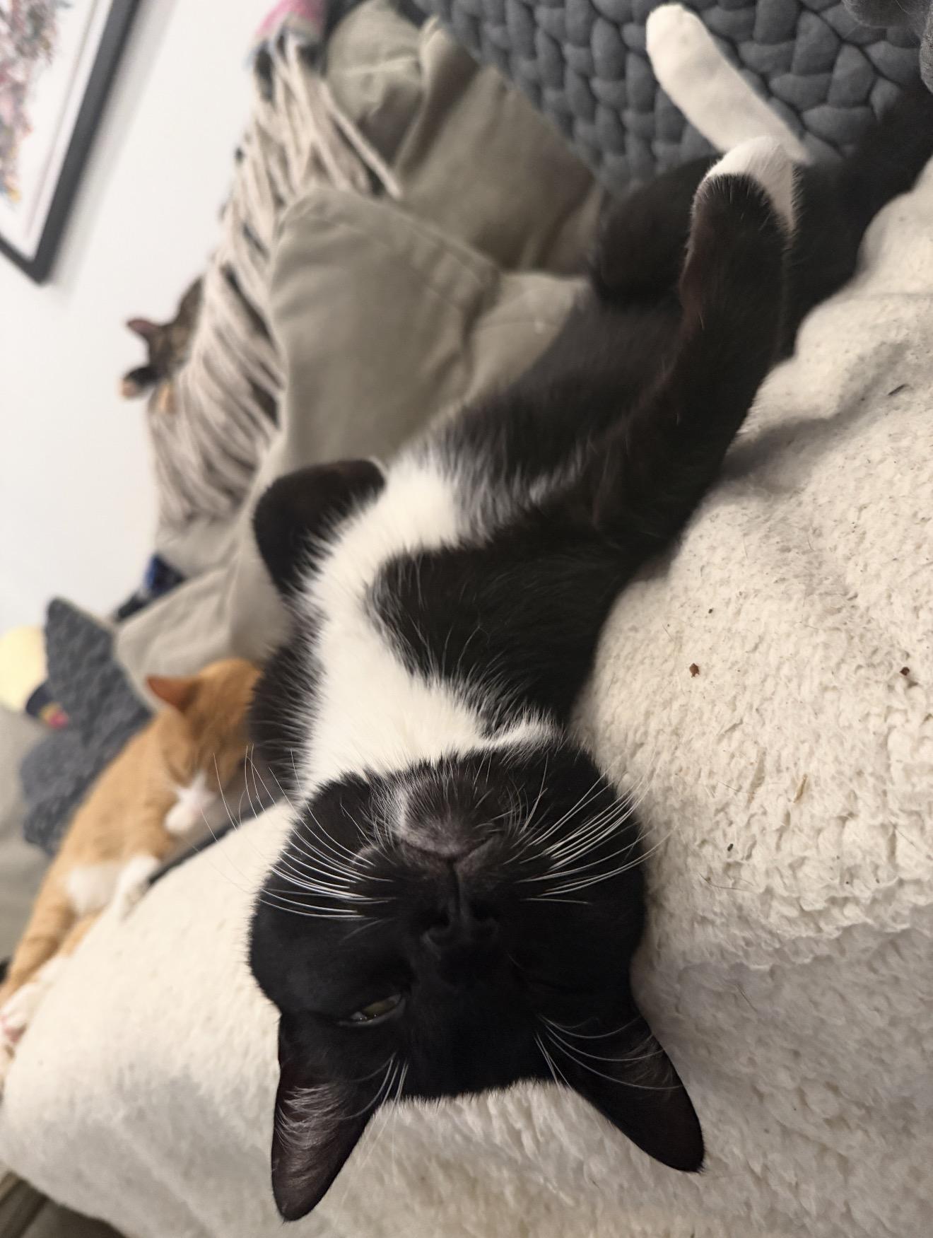 Barrel, a Adoptable American Shorthair in brooklyn, NY image 2/6