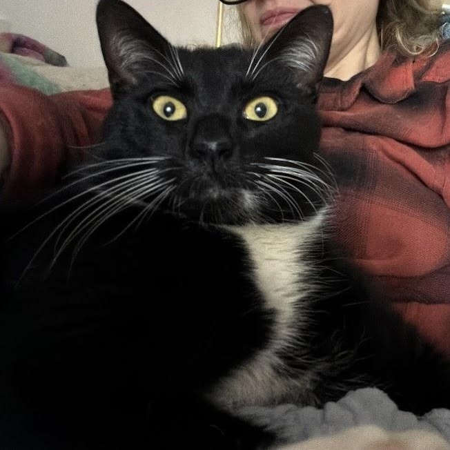 Barrel, a Adoptable American Shorthair in brooklyn, NY image 3/6