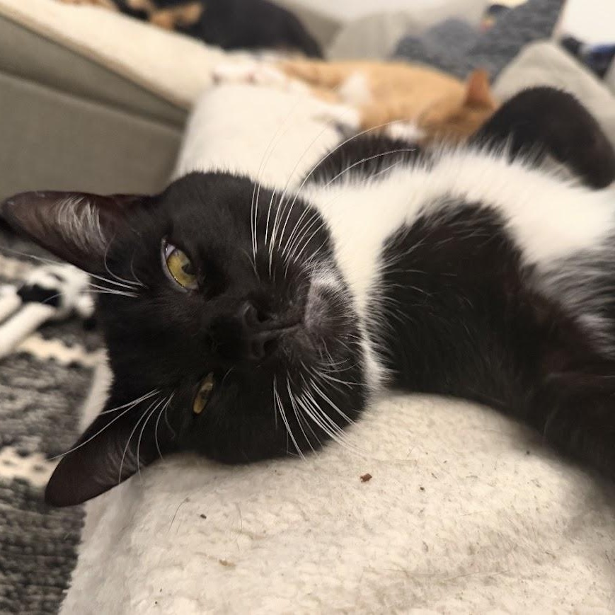 Barrel, a Adoptable American Shorthair in brooklyn, NY image 5/6