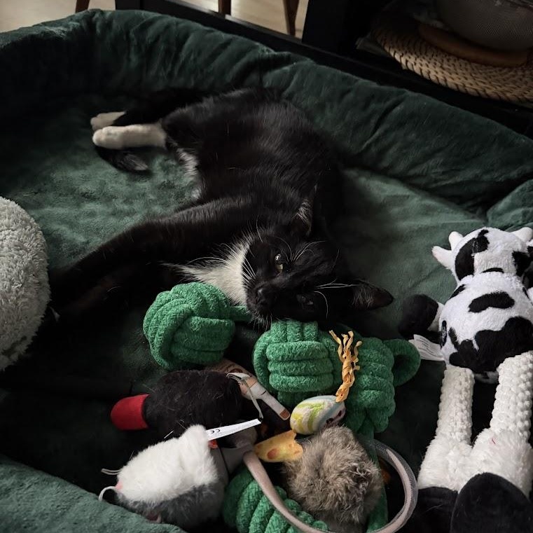 Barrel, a Adoptable American Shorthair in brooklyn, NY image 4/6