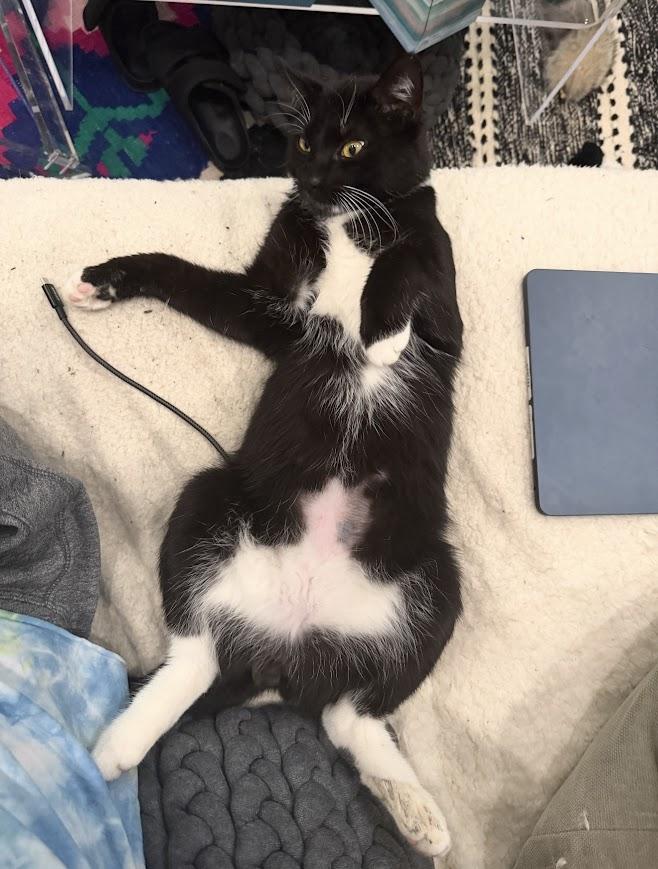 Barrel, Adoptable, Young Male American Shorthair.