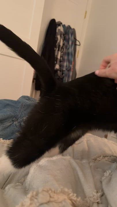 Enlarge Barrel, a Adoptable American Shorthair in brooklyn, NY video 6/6