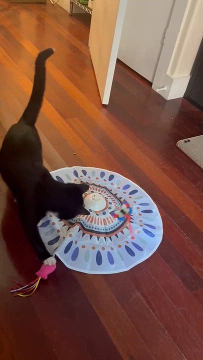 Enlarge Barrel, a Adoptable American Shorthair in brooklyn, NY video 2/6