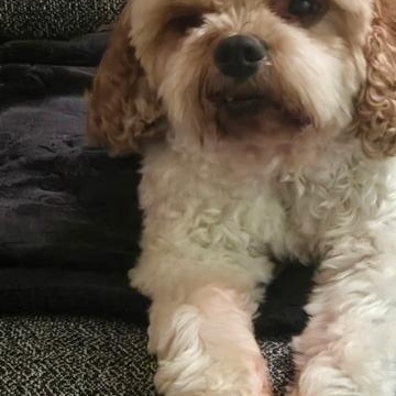 Enlarge BENTLEY, a Adoptable mixed breed in Eden Prairie, MN image 2/3