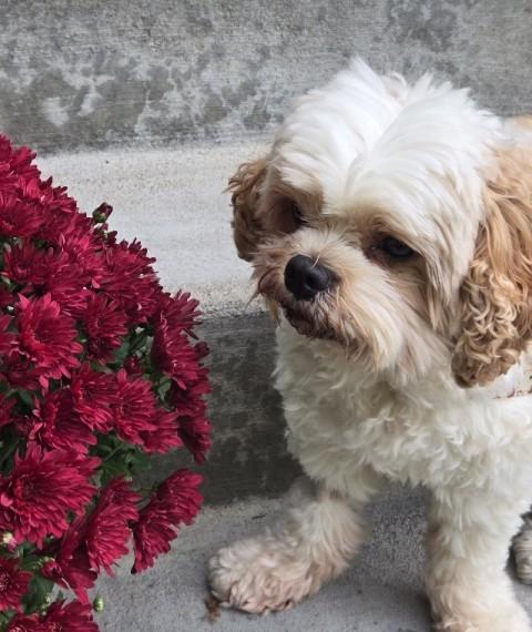 BENTLEY, Adoptable, Adult Male Shih Tzu & Cavalier King Charles Spaniel.