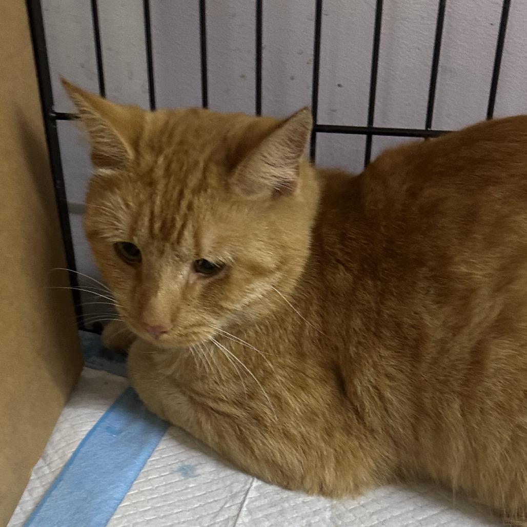 Lazy Eye, Adoptable, Adult Male Domestic Short Hair.