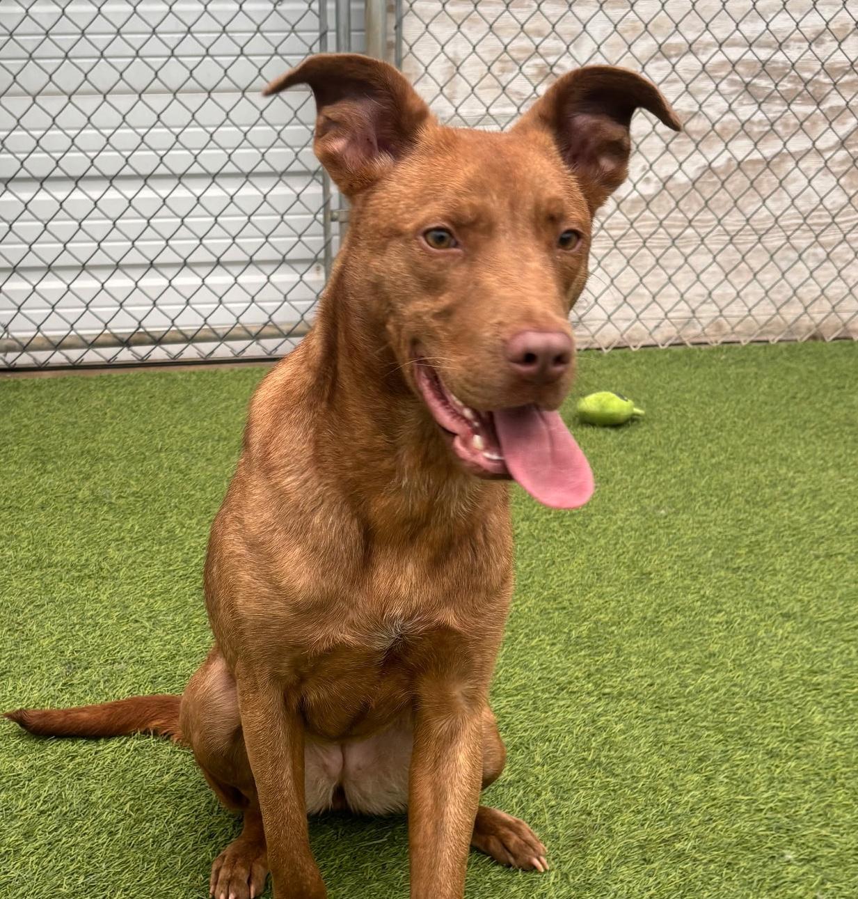 Enlarge Rosie, an adopted mixed breed in Aurora, IL image 1/5