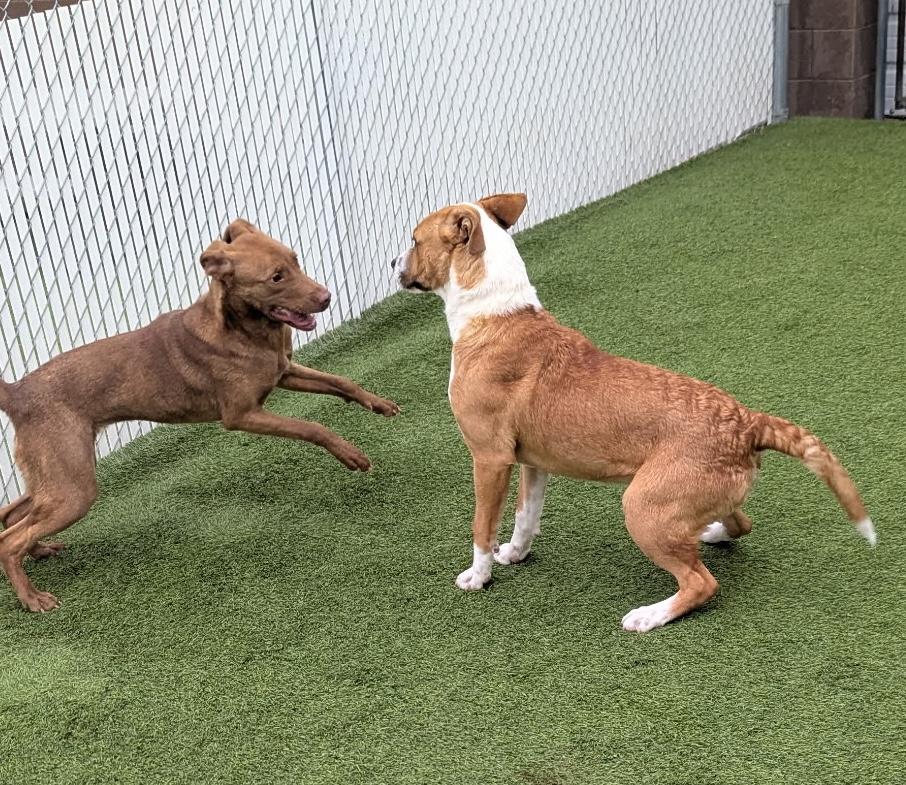 Enlarge Rosie, an adopted mixed breed in Aurora, IL image 4/5