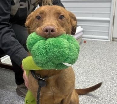 Enlarge Rosie, an adopted mixed breed in Aurora, IL image 2/5