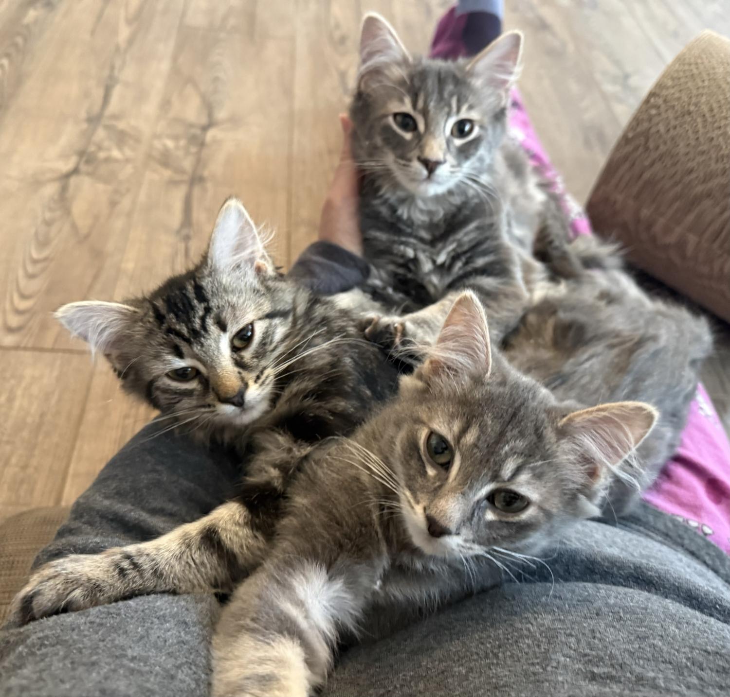 Enlarge HAYES, an adopted mixed breed in Savoy, IL image 5/5