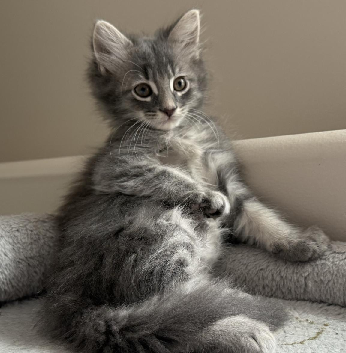 Enlarge HAYES, an adopted mixed breed in Savoy, IL image 2/5