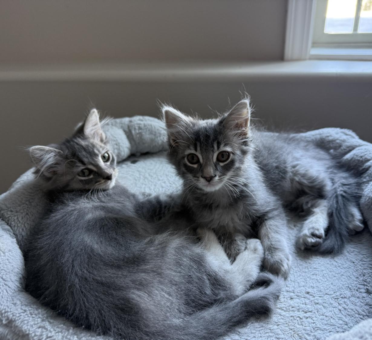 Enlarge HAYES, an adopted mixed breed in Savoy, IL image 4/5