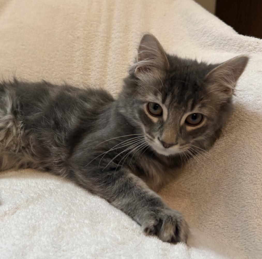 Enlarge HAYES, an adopted mixed breed in Savoy, IL image 3/5