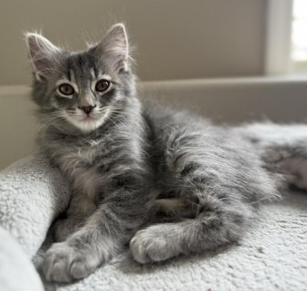 Enlarge HAYES, an adopted mixed breed in Savoy, IL image 1/5