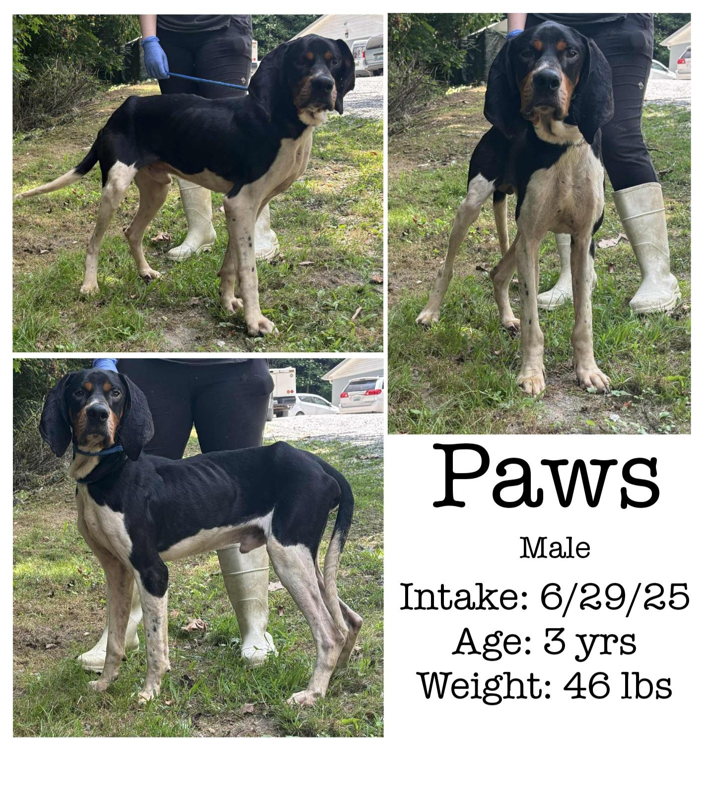 Enlarge Paws, a Adoptable Black and Tan Coonhound in Staffordsville, KY image 1/1