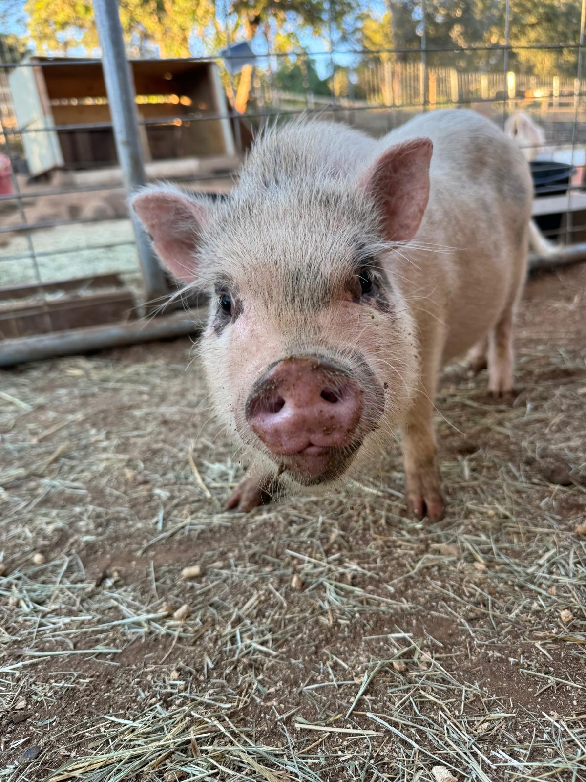 Sally, Adopted, Young Female Pot Bellied.