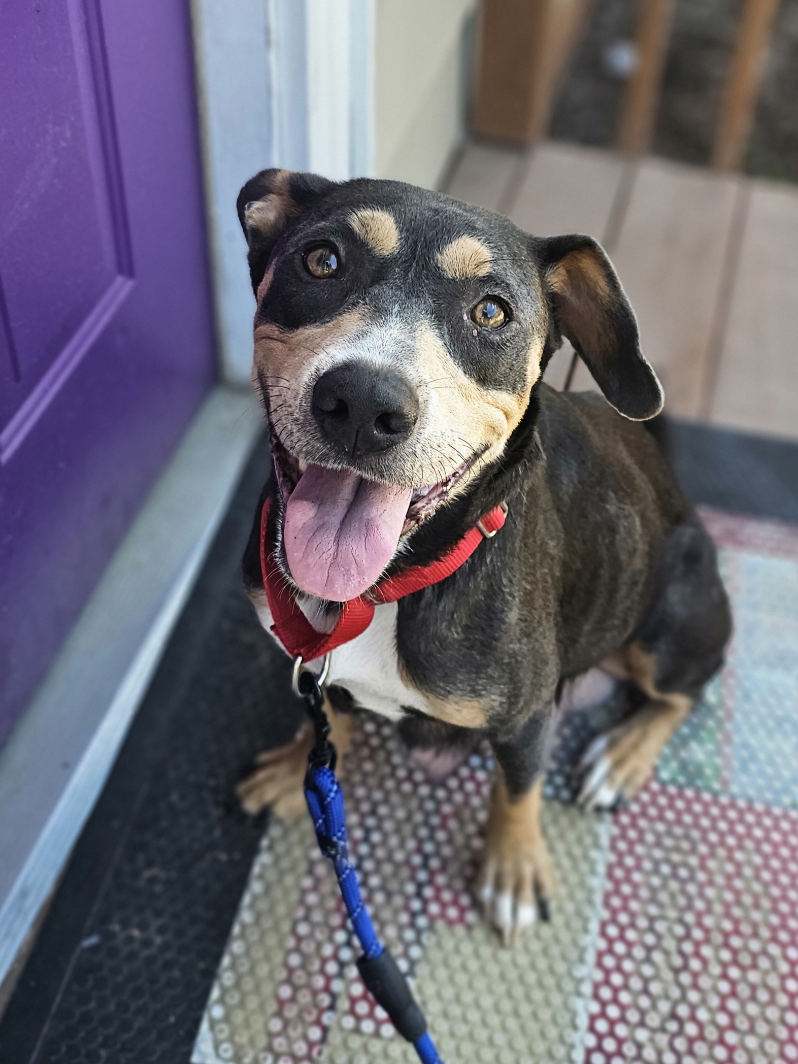 Chrissy, a Adoptable Mixed Breed in Monroe, NC image 3/3