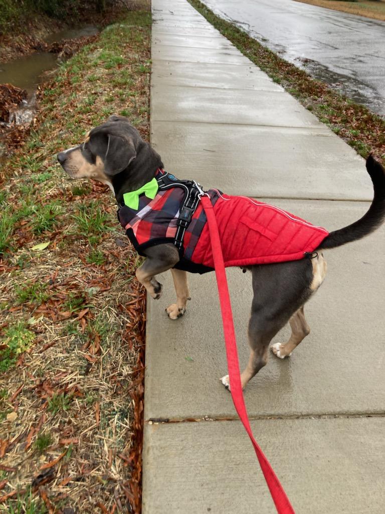 Chrissy, a Adoptable Mixed Breed in Monroe, NC image 2/3