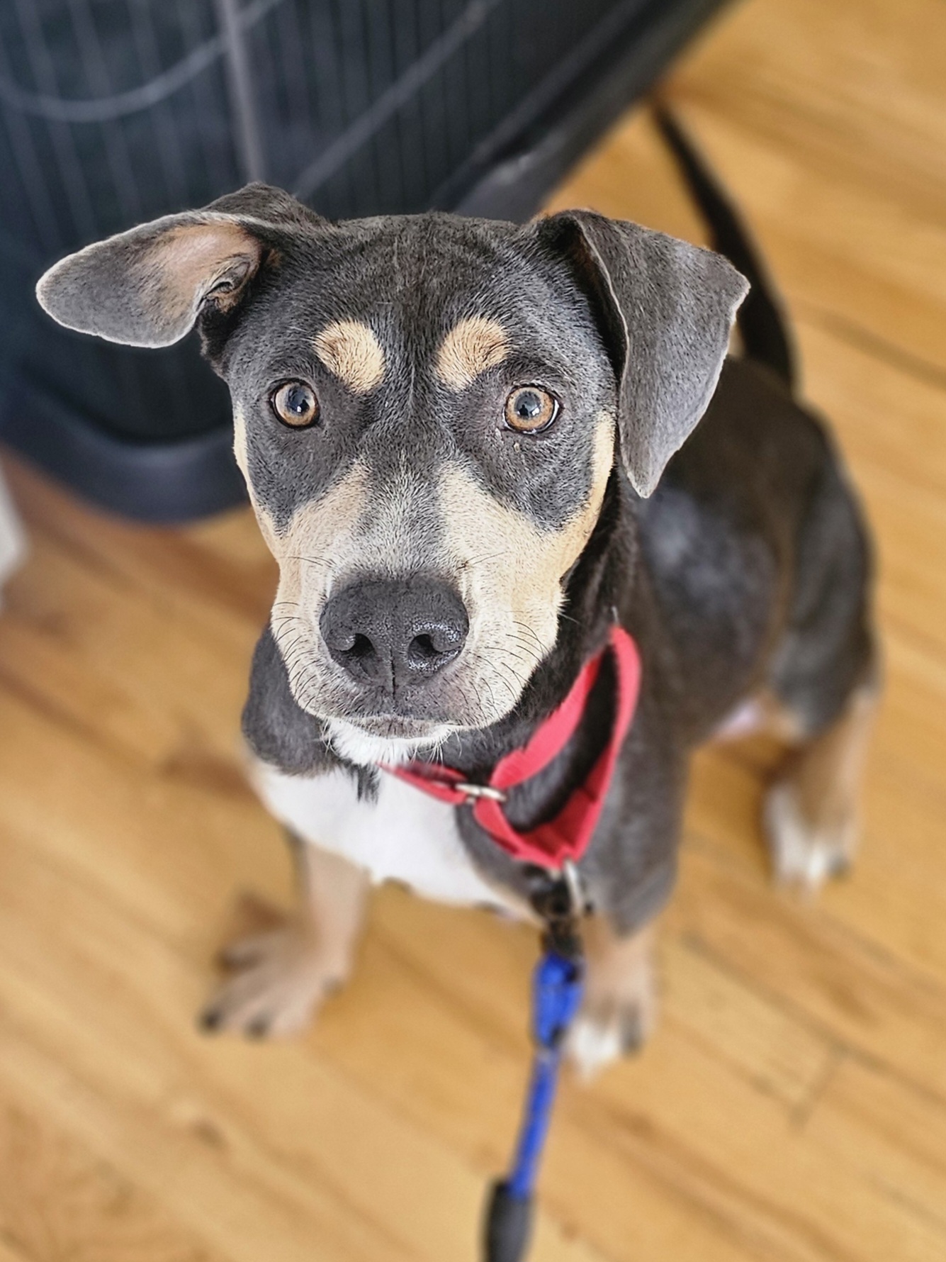 Chrissy, Adoptable, Young Female Mixed Breed.