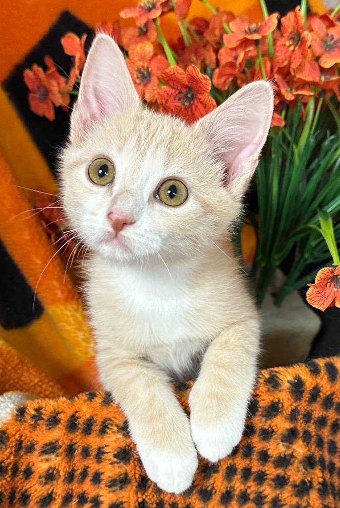 Enlarge 6/3/26 Spruce, a Adopted mixed breed in Stillwater, OK image 1/1