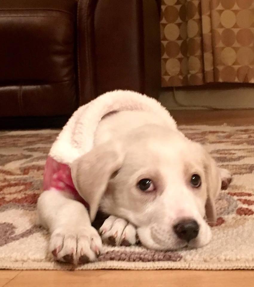 Loving Foster Families Needed!, Adoptable, Young Female Labrador Retriever.