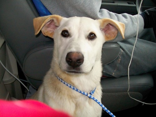 Loving Foster Families Needed!, a Adoptable mixed breed in Plainfield, IL image 3/6