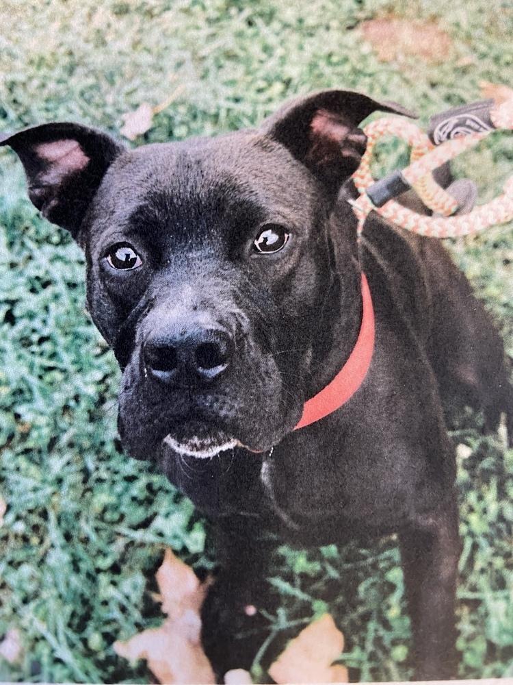 Luna, Adoptable, Adult Female American Bulldog.