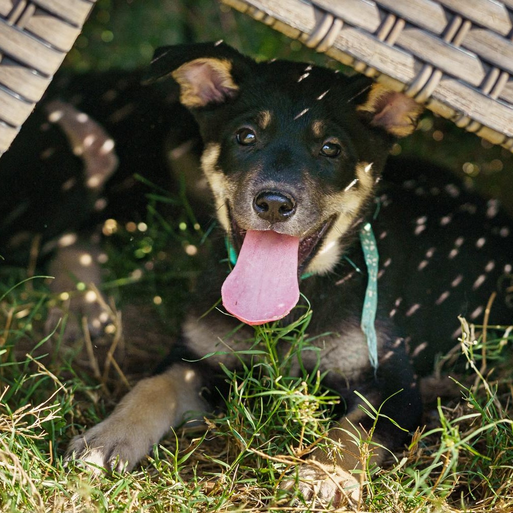 Enlarge Reba, a Adoptable mixed breed in LAMPASAS, TX image 3/4